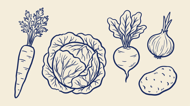 Minimalist vector illustration featuring a diverse vegetable set including fresh carrot, cabbage, beet, onion, and potato in a clean artistic linear sketch style for culinary design.