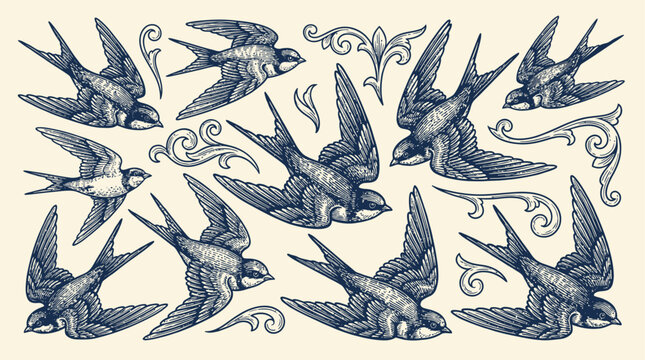 Detailed vintage engraving of swallow bird soaring in flight against a clean background, elegant retro woodcut etching vector illustration for decorative design element.
