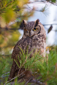 B&uacute;ho Virginianus