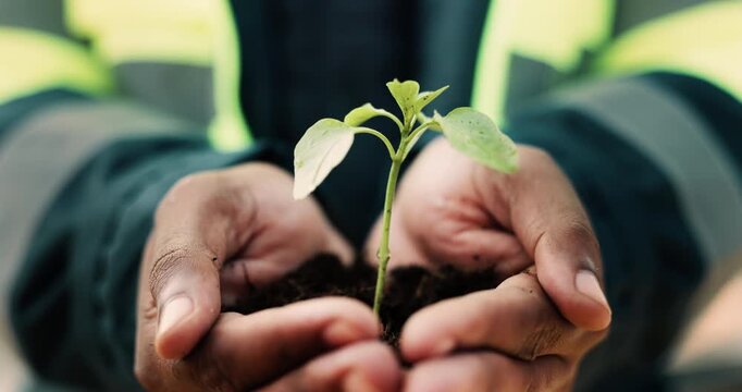 Growth, plant and hands of civil engineer on site for sustainability, eco friendly or agro. Agriculture, man and construction worker with green leaf in soil for spring, botany or hope outdoor.