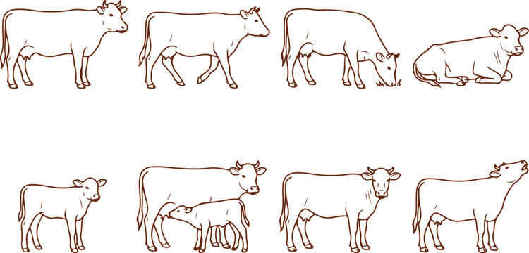 Collection of line art drawings of cows and calves in various poses, isolated on transparent background.