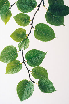 Fresh Green Leaves