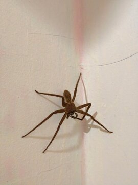 Large brown spider with long, thin legs rests in a wall corner.