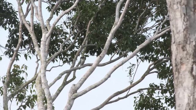 Collared Kingfisher Holding And Handling Lizard Prey On Forest Perch, Palawan Philippines