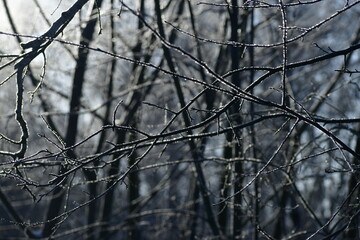 frozen branches © Justyna
