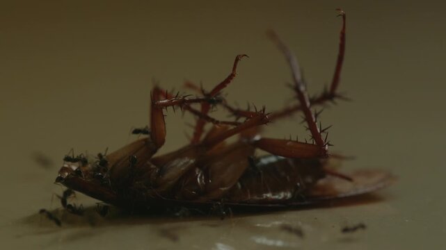 Headless Cockroach Covered by Ant Colony with Cockroach Death, Cockroach Decomposition, Cockroach Infestation Scene, Decay and Natural Recycling Process