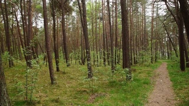 Verdant pine forest with scattered saplings and narrow dirt path under soft daylight