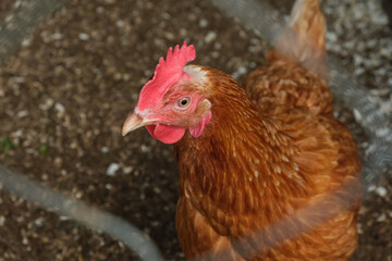 Close-up portrait of red hen in chicken coop looking at camera through the chain link mesh. Livestock and farming. © Maria