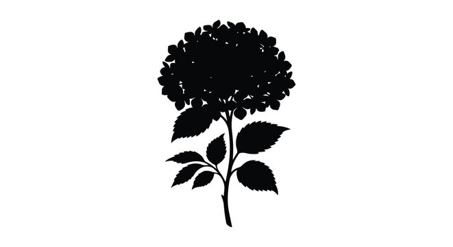 hydrangea flower silhouette on white background black botanical nature plant
