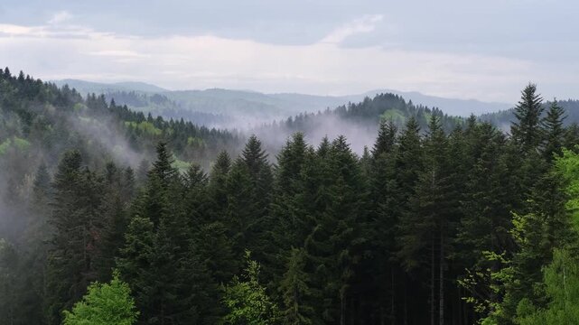 Misty spring morning mountains with forest view (Carpathians, Ukraine). Clouds of fog rising from forest valleys.
