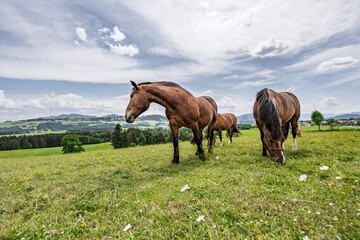 Obraz premium Brown Horses Grazing on a Beautiful Alpine Meadow with Wildflowers, Herd of Domestic Animals on Mountain Pasture under Blue Sky with Clouds, Wide Angle Summer Rural Landscape Background