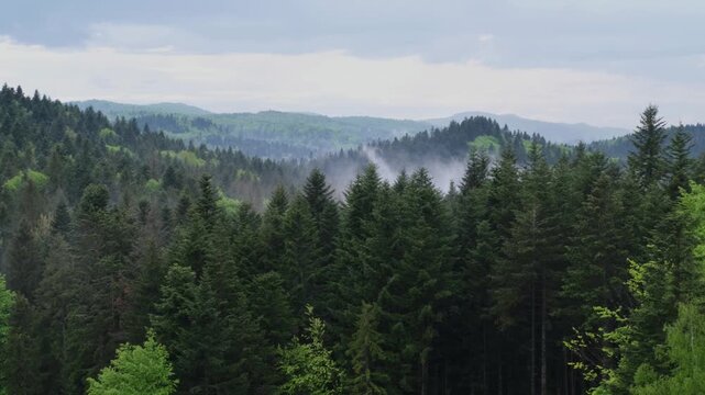 Misty spring morning mountains with forest view (Carpathians, Ukraine). Clouds of fog rising from forest valleys.

