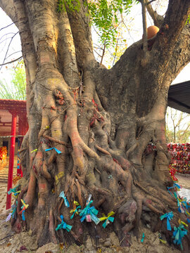 Ancient Sacred Banyan Tree with Prayer Ribbons at Hindu Temple