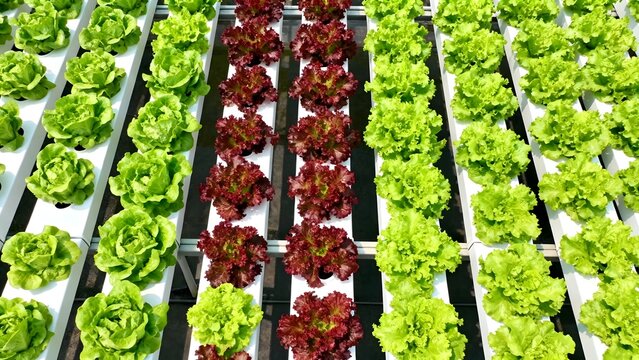Rows of green and red lettuce in hydroponic system