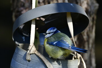 blue tit © Justyna