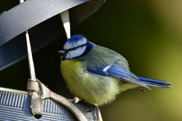 blue tit © Justyna