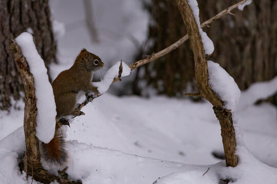 &Eacute;cureuil sur sa branche dans la neige
