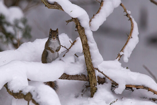 &Eacute;cureuil sur sa branche dans la neige
