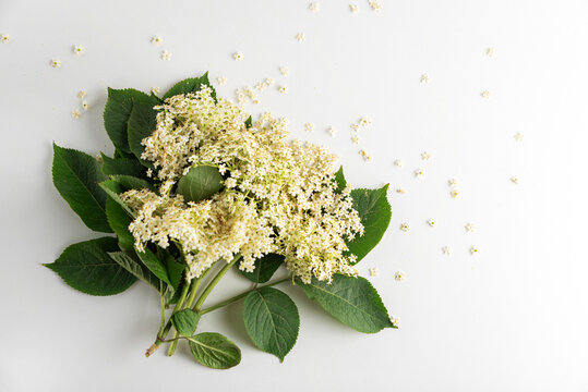 Elderflower blossoms with green leaves on white background