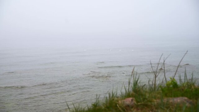 Foggy sea landscape with distant swans swimming near grassy shore during soft daylight