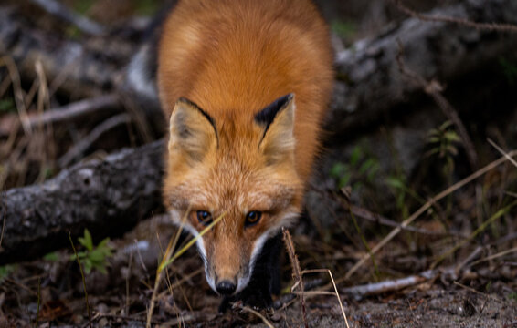 renard roux 
