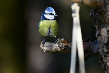 blue tit © Justyna