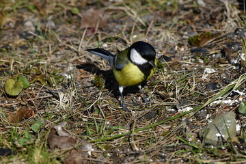 great tit © Justyna