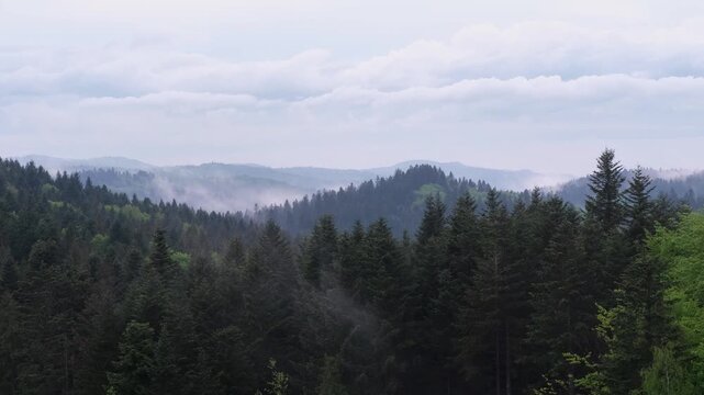 Misty spring morning mountains with forest view (Carpathians, Ukraine). Clouds of fog rising from forest valleys.

