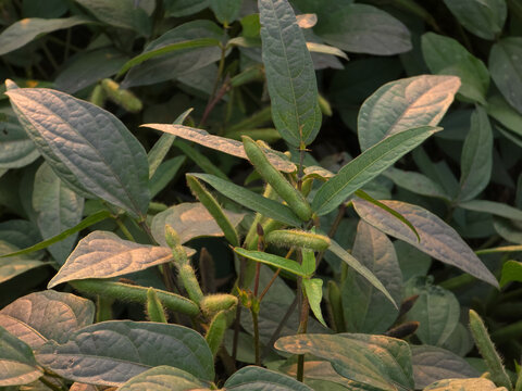 Green Gram Crop with Developing Mung Bean Pods in Agricultural Field