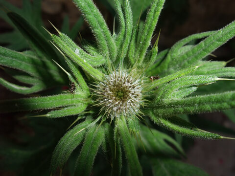 Botanical Macro Shot of Flower Head