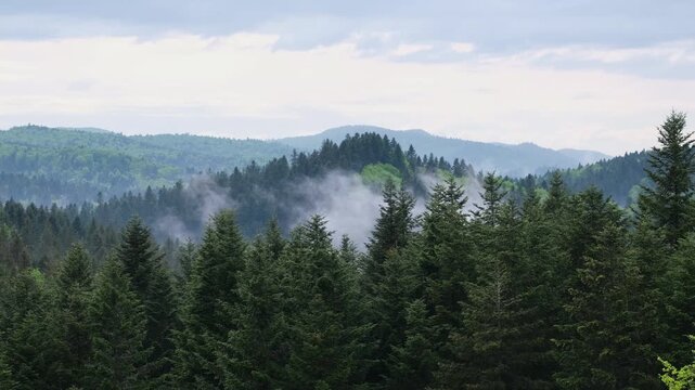 Misty spring morning mountains with forest view (Carpathians, Ukraine). Clouds of fog rising from forest valleys.
