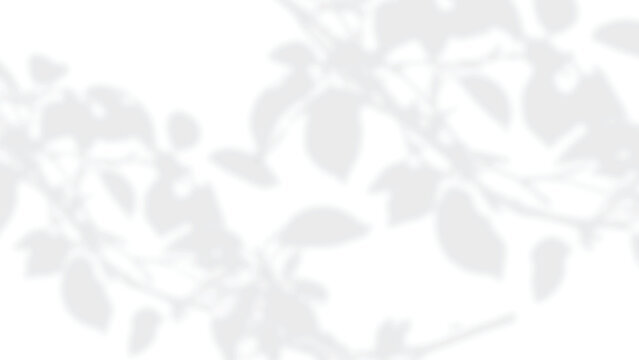 Leaf shadow overlay PNG, soft dappled branches on transparent background for natural mockups and branding