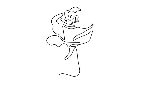rosebud,bud of rose, Self drawing animation one continuous line draw, logo on white background