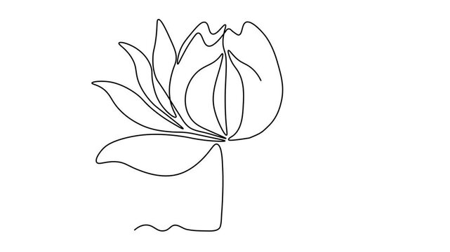 Lotus flower, Self drawing animation one continuous line draw, logo on white background