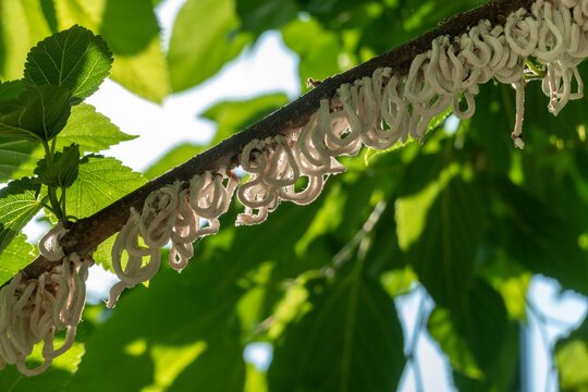 Cotton strings of Coccidae insect Takahashia Japonica on an ornamental tree in Milan, Italy. Insect pest