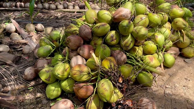 A large pile of fresh coconuts harvested on the ground in a tropical plantation