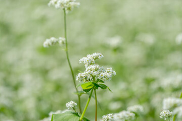 Fototapeta premium Beautiful white buckwheat flowers blooming in field with soft bokeh background for banner design template