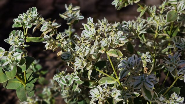 Green and white foliage of Euonymus Fortunei Gracilis plant, in the garden. Common names Fortune's Spindle or wintercreeper.