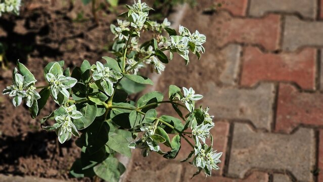 Green and white foliage of Euonymus Fortunei Gracilis plant, in the garden. Common names Fortune's Spindle or wintercreeper.