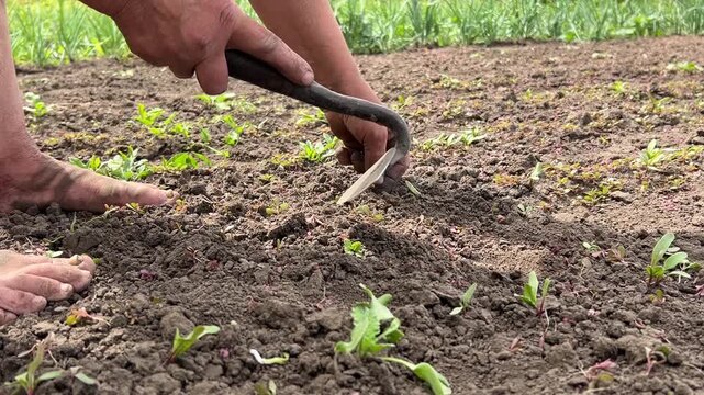 Horizontal video: a barefoot woman working in a vegetable garden, hoeing soil between rows. Side view, calm rural lifestyle scene, natural daylight, peaceful atmosphere.