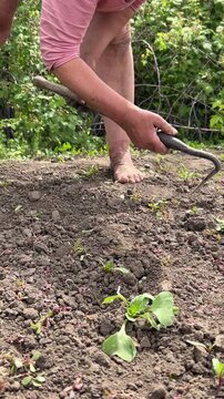 A barefoot woman carefully weeds and loosens soil in a garden, pulling out weeds by hand among plants. Rural lifestyle, gardening work, and tending a vegetable garden.