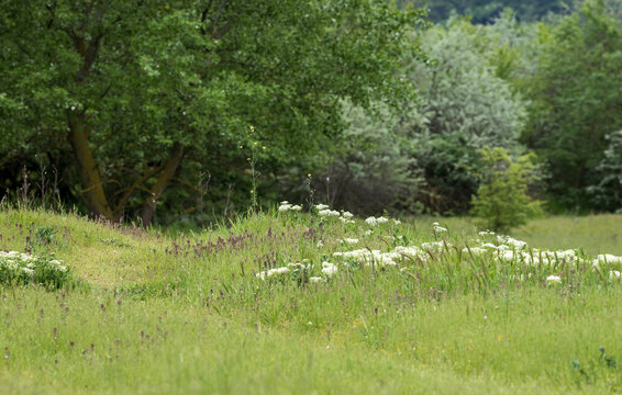 Landscape with blooming tamarisk and herbs in spring near Beloslav (Bulgaria)
