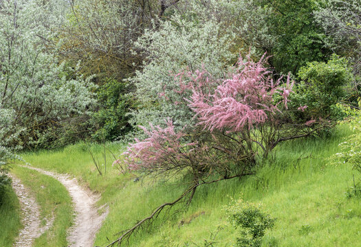 Landscape with blooming tamarisk and herbs in spring near Beloslav (Bulgaria)
