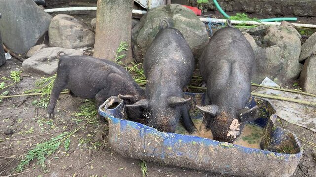 Close up of three small black pigs eating hungrily and greedily from a plastic trough feeder on a muddy ground. Authentic countryside livestock farming in Indonesia.


