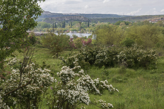 Landscape with blooming tamarisk and herbs in spring near Beloslav (Bulgaria)
