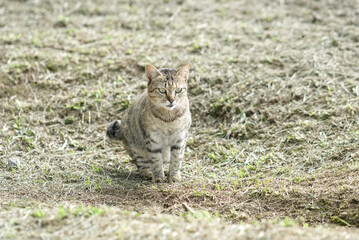 Fototapeta premium A brown tabby cat standing in a field with dry grass and sparse green patches on a sunny day