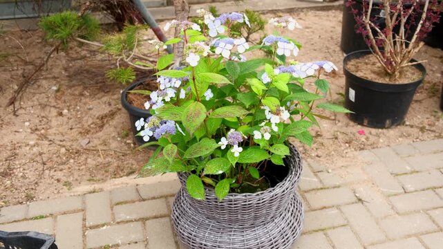 Hydrangea paniculata in a pot. Beautiful Garden Accent. Huge landscaping trend. Shrubbery blooms in the backyard. Bigleaf Hydrangea blue blooming. Flower petals. Green landscaped pathway design.