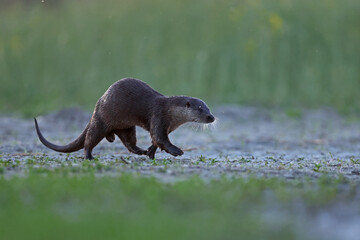 Wydra (Lutra lutra), otter © Bartosz Rakoczy