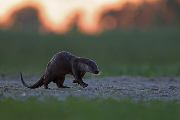 Wydra (Lutra lutra), otter © Bartosz Rakoczy
