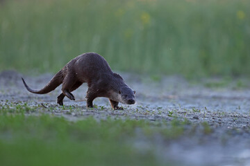 Wydra (Lutra lutra), otter © Bartosz Rakoczy
